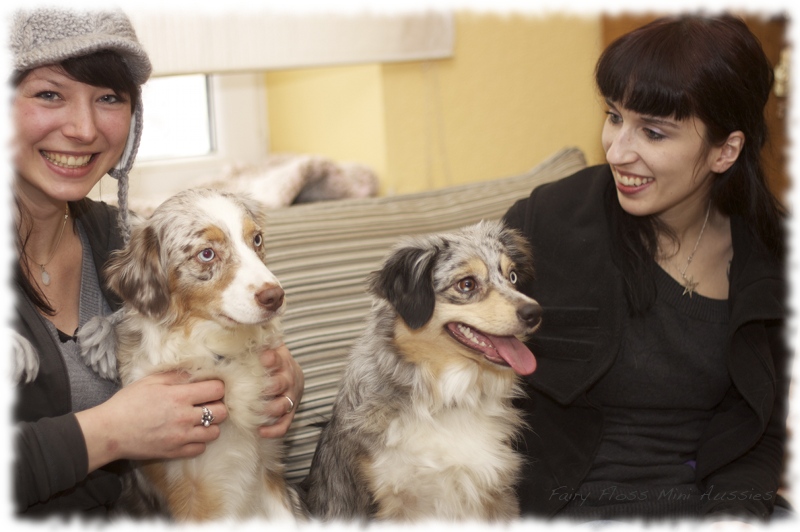 Mini Aussies