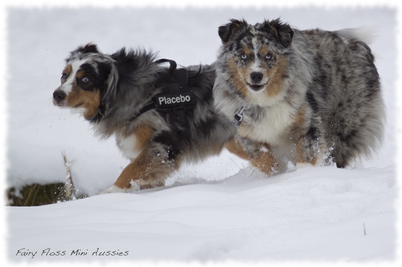 Mini Aussies