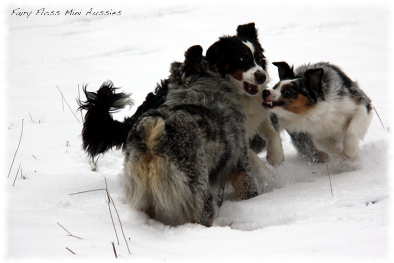 Mini Aussies