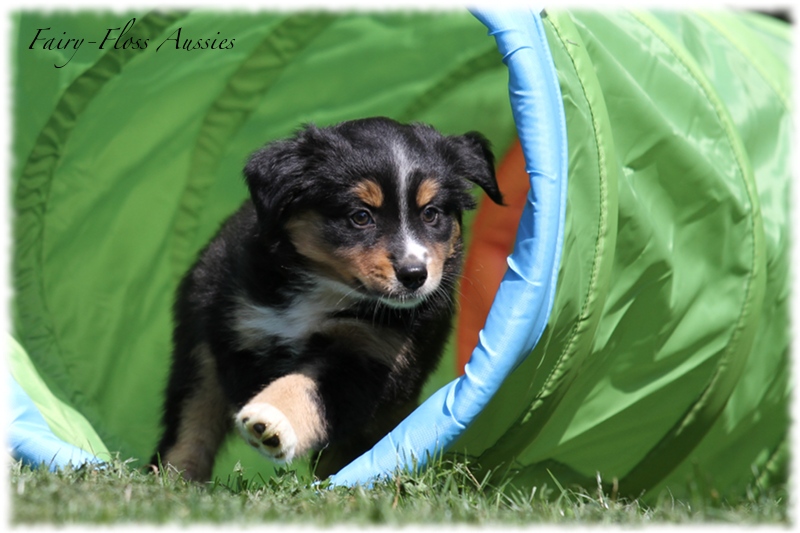 Mini Aussie Welpen - Mini Aussie Z&uuml;chter - Gesunde Mini Aussies
