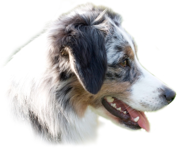 Blue merle Mini Aussie Zuchth&uuml;ndin