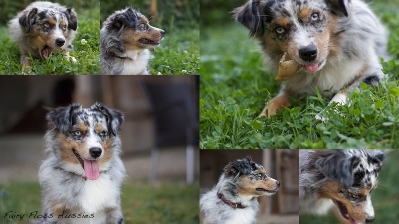 Mini  Aussie Welpen - Mini Aussie Z&uuml;chter - Gesunde Mini Aussies