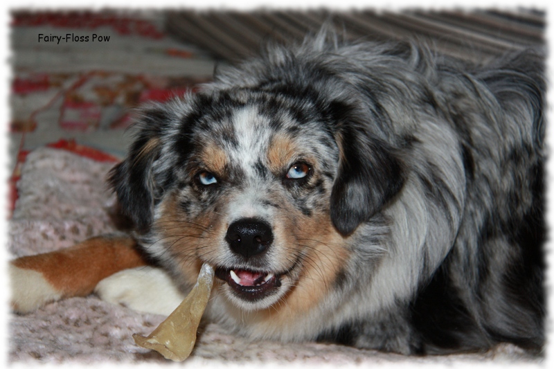 Mini Aussie - Deckr&uuml;de - Blue Merle