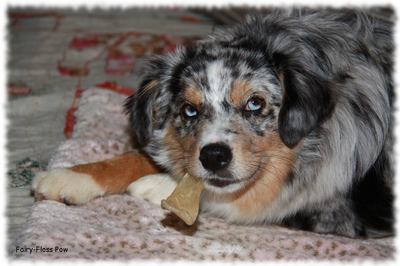 Mini Aussie - Deckr&uuml;de - Blue Merle