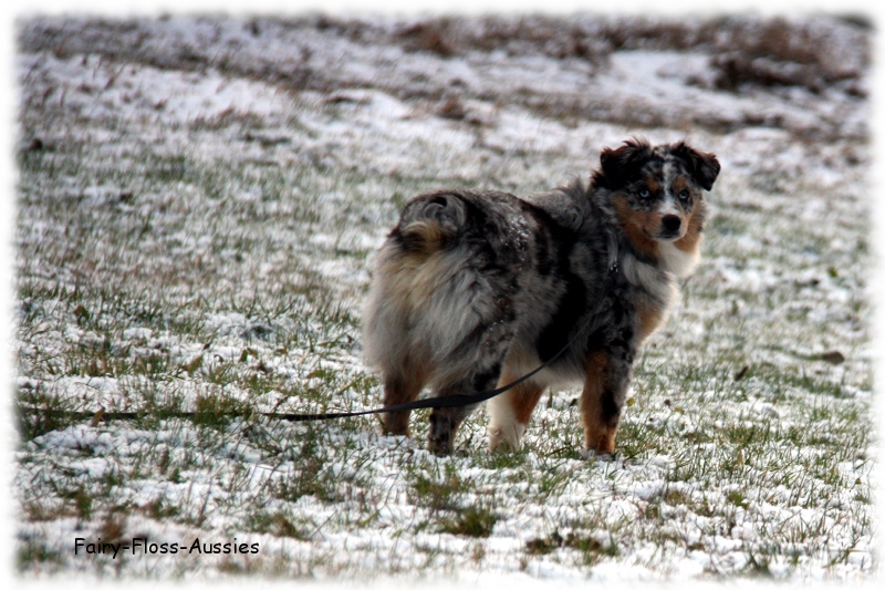 Mini Aussie - Deckr&uuml;de - Blue Merle