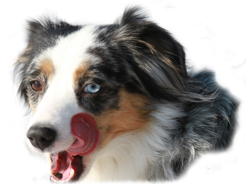 Mini Aussie H&uuml;ndin - blue merle