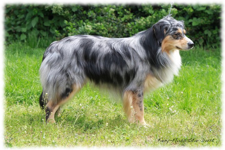 Red Merle Mini Aussie Deckr&uuml;de