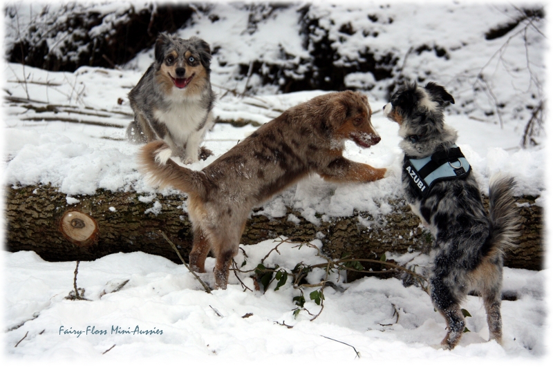 Mini Aussies in Aktion