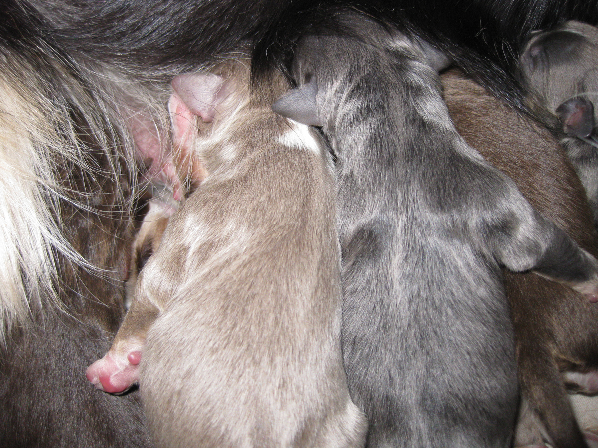 Blue Dilute / Red Dilute Mini Aussie Fairy Floss - Dilute