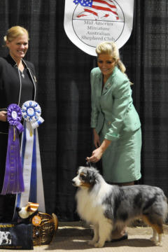 CH Energie's From Zero To Hero - Mini Aussie Blue Merle Deckr&uuml;de