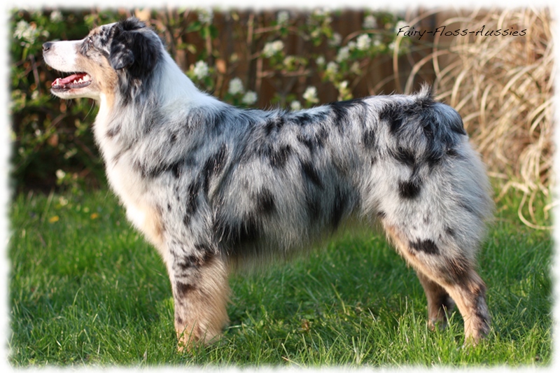 Blue Merle Mini Aussie H&uuml;ndin