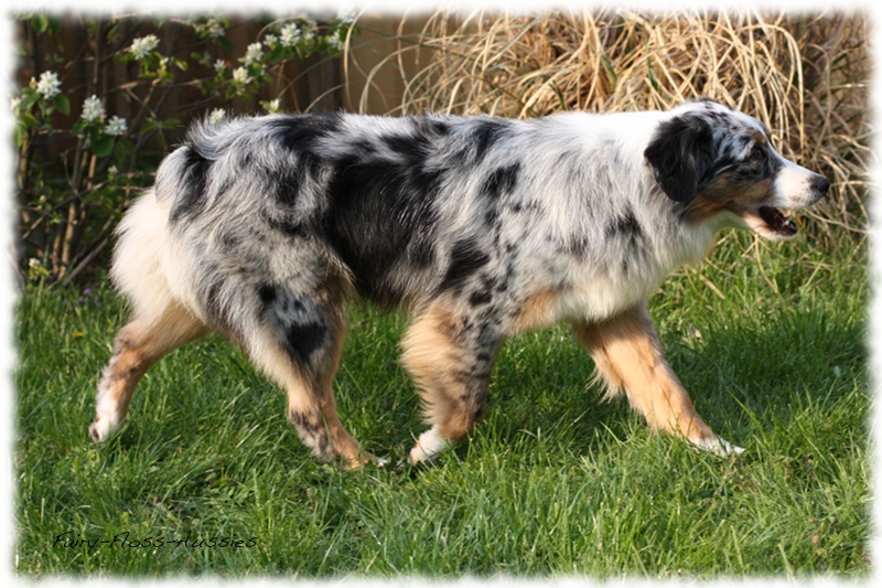 Blue Merle Mini Aussie H&uuml;ndin