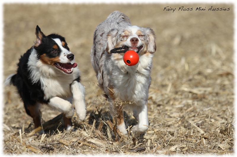 Mini Aussie Bilder