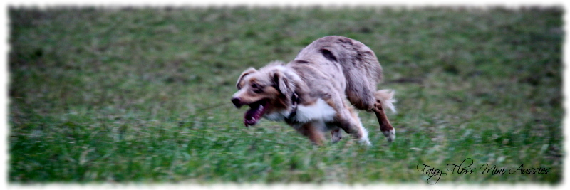 Red Merle Mini Aussies beim Spielen