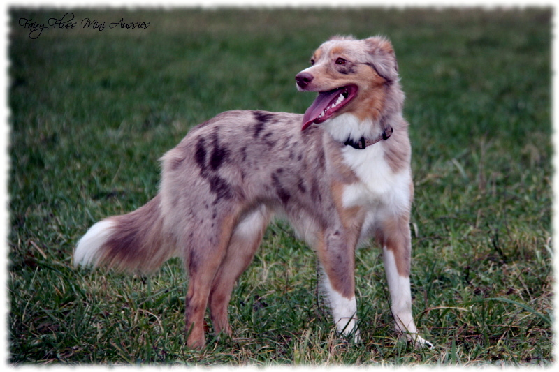 Red Merle Mini Aussies beim Spielen