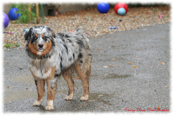 Mini Aussies Welpen Treffen