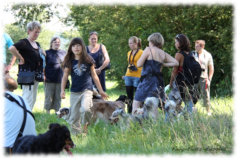 Mini Aussie Welpen -   Mini Aussie Z&uuml;chter - Gesunde Mini   Aussies
