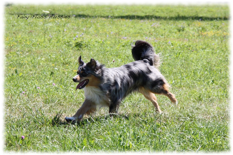 Mini Aussie Welpen -   Mini Aussie Z&uuml;chter - Gesunde Mini       Aussies