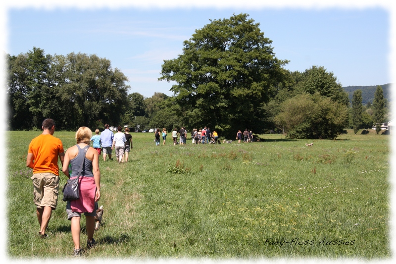 Mini Aussie Welpen -   Mini Aussie Z&uuml;chter - Gesunde Mini        Aussies