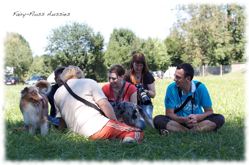 Mini Aussie Welpen -   Mini Aussie Z&uuml;chter - Gesunde Mini        Aussies