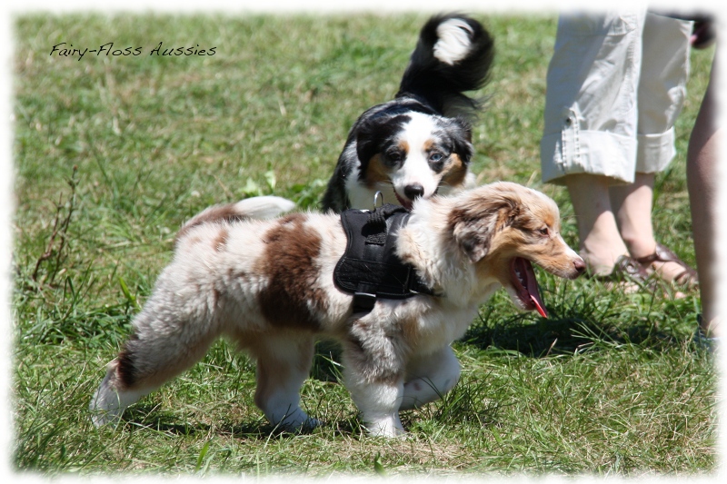 Mini Aussie Welpen -   Mini Aussie Z&uuml;chter - Gesunde Mini      Aussies
