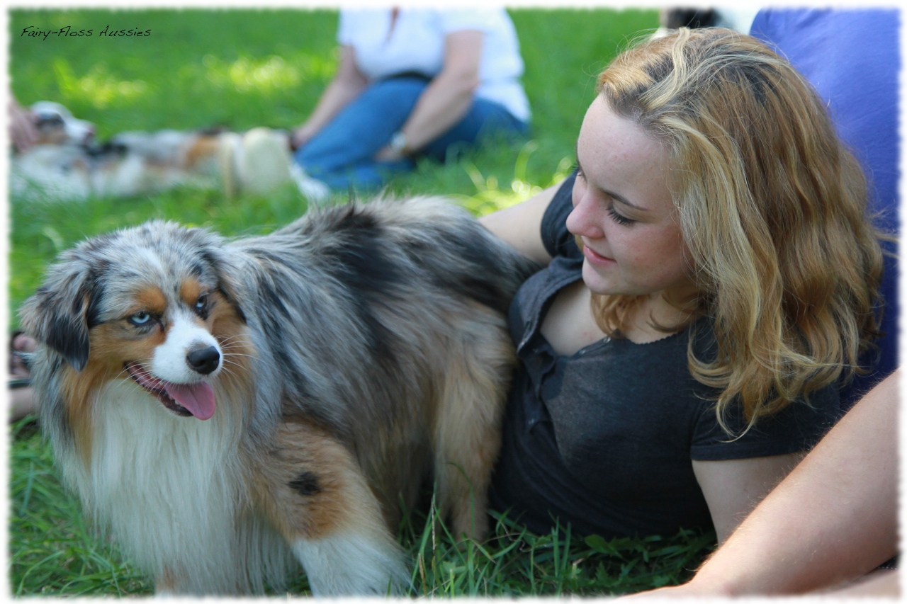 Mini Aussie Welpentreffen 2012