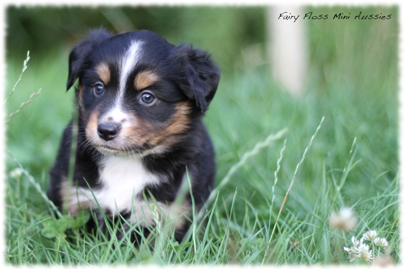 Mini Aussie Welpen - Mini Aussie Z&uuml;chter - Gesunde Mini Aussies