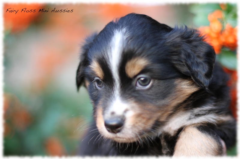 Mini Aussie Welpen - Mini Aussie Z&uuml;chter - Gesunde Mini Aussies