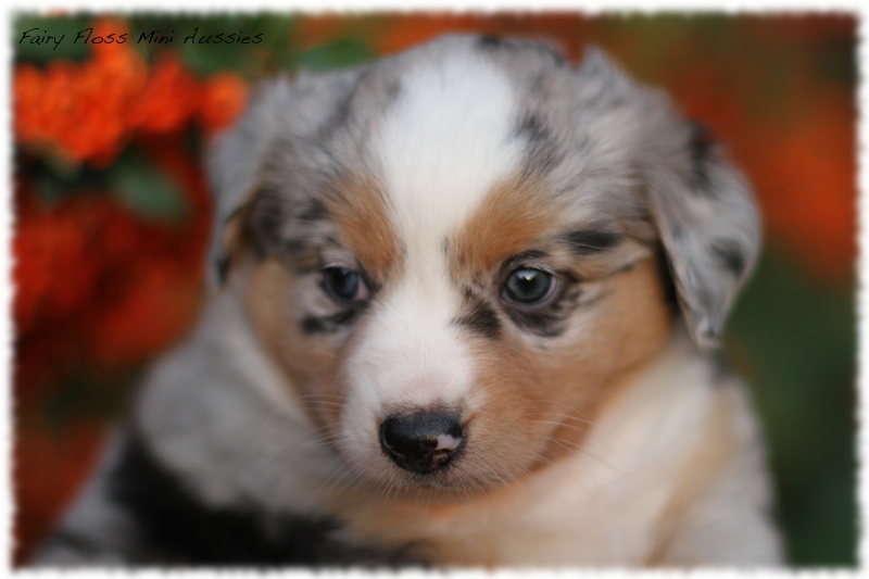 Mini Aussie Welpen - Mini Aussie Z&uuml;chter - Gesunde Mini Aussies