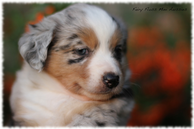 Mini Aussie Welpen - Mini Aussie Z&uuml;chter - Gesunde Mini Aussies