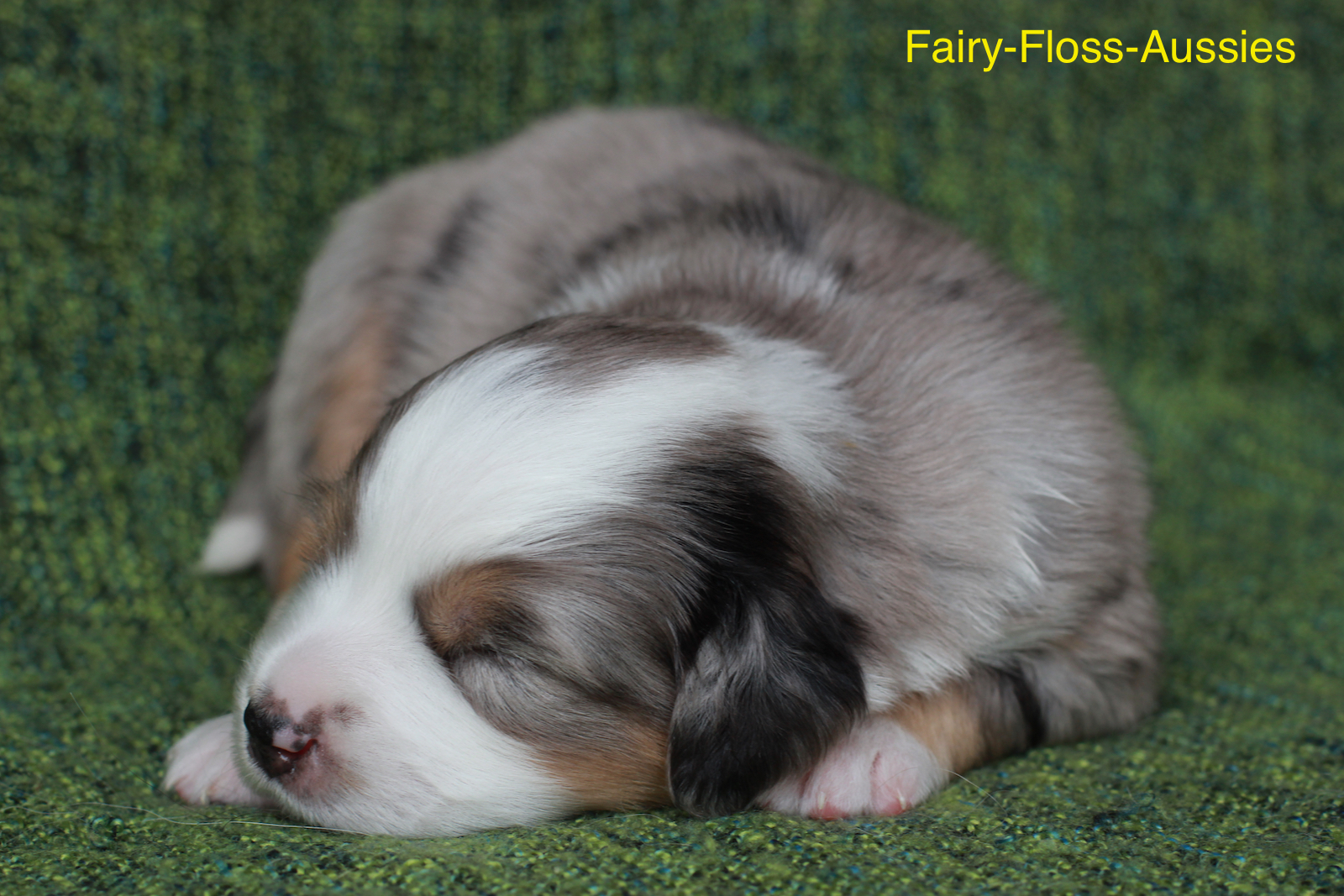Mini Aussie Welpen