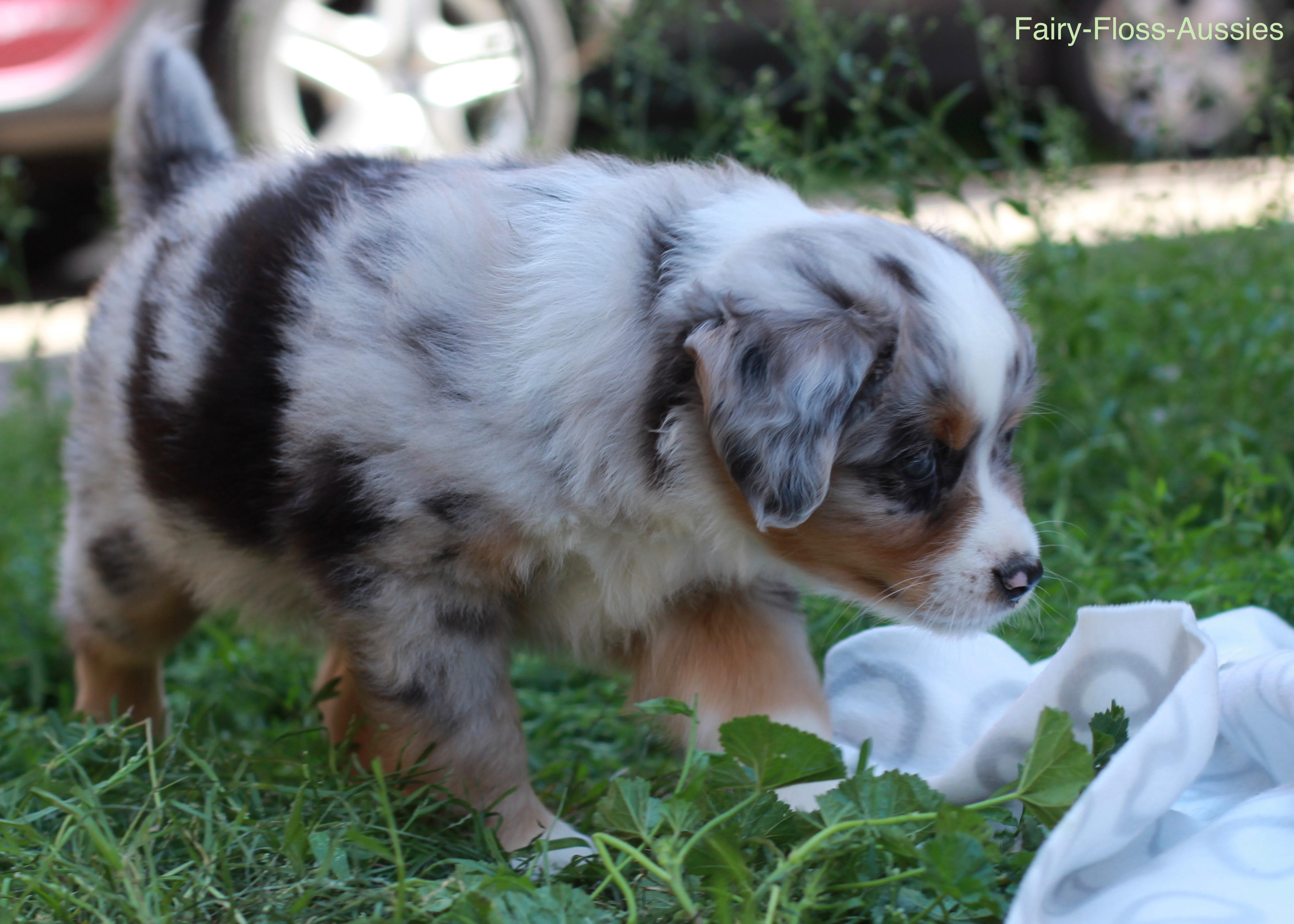 Mini Aussie Welpen