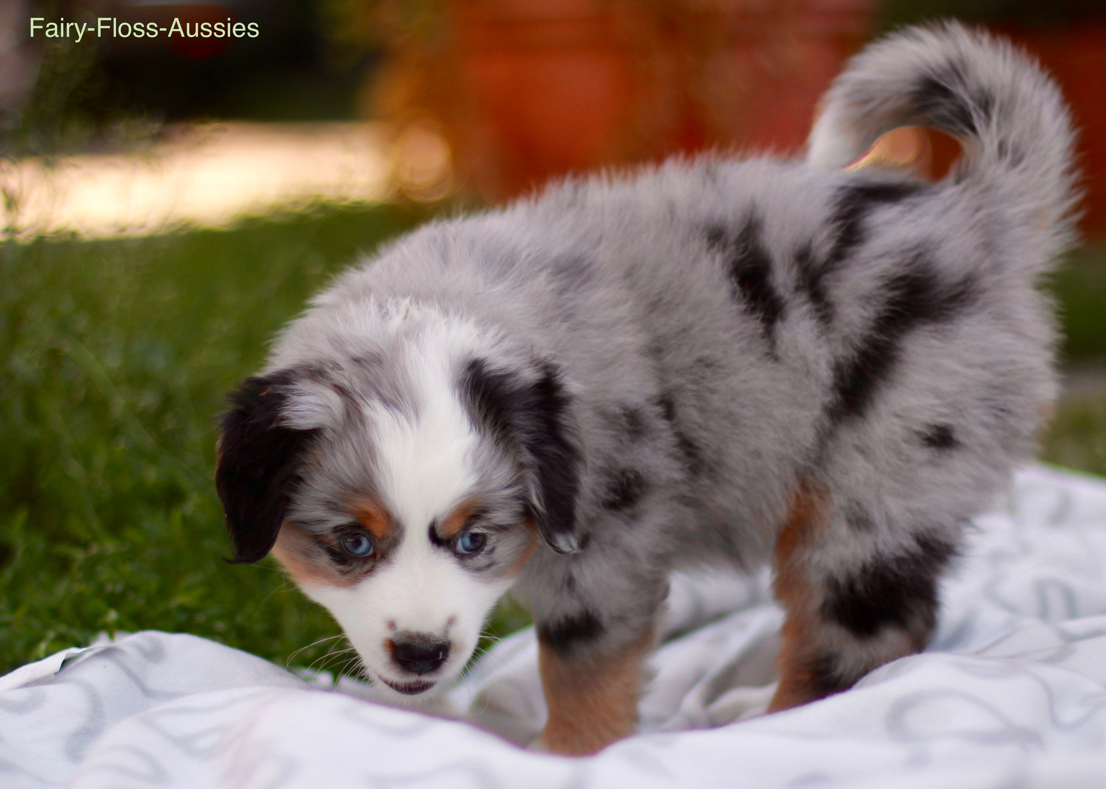 Mini Aussie Welpen