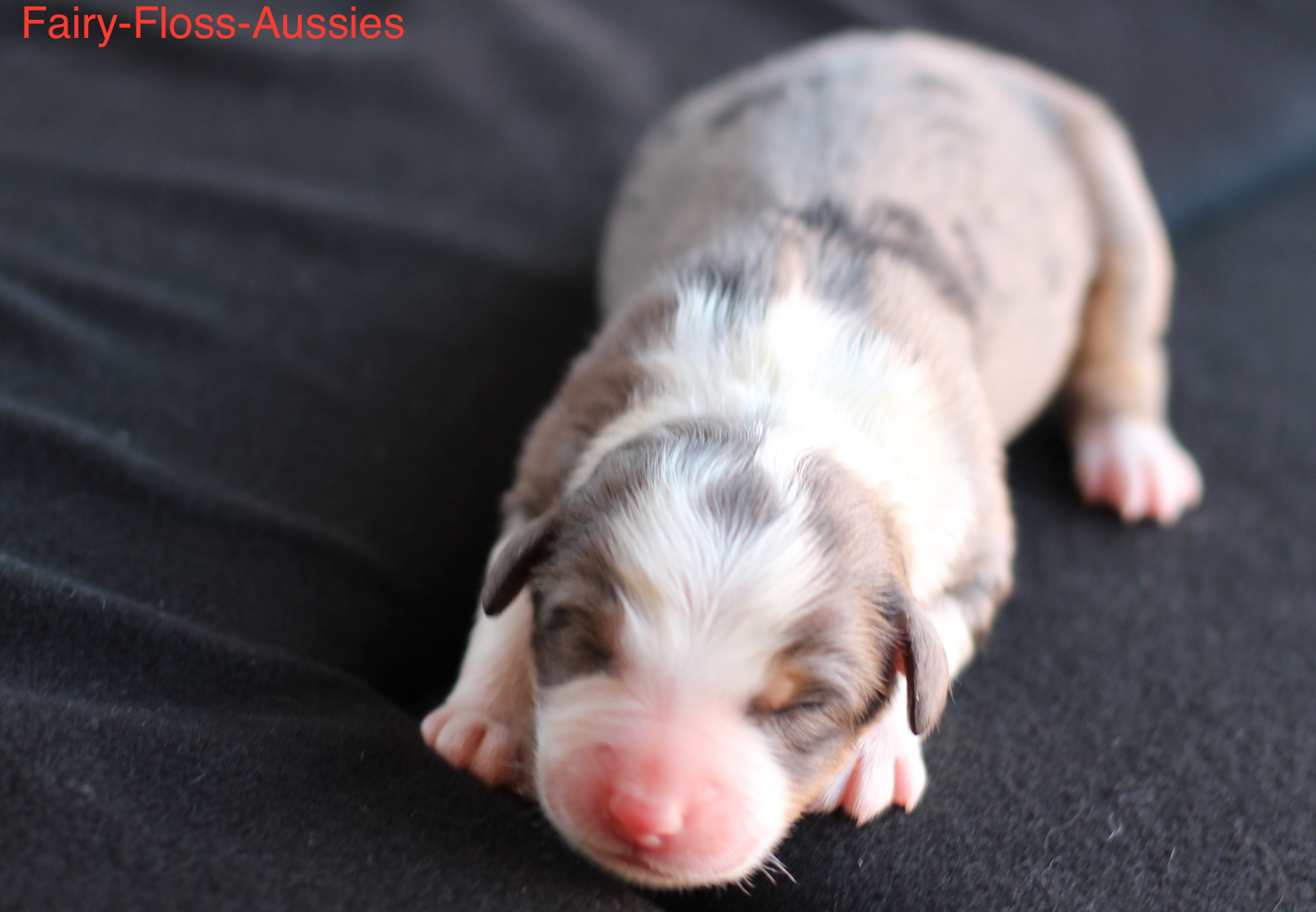 Mini Aussie Welpen