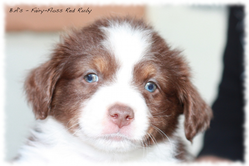 Mini   Aussie Welpen - Bluey und Trigger