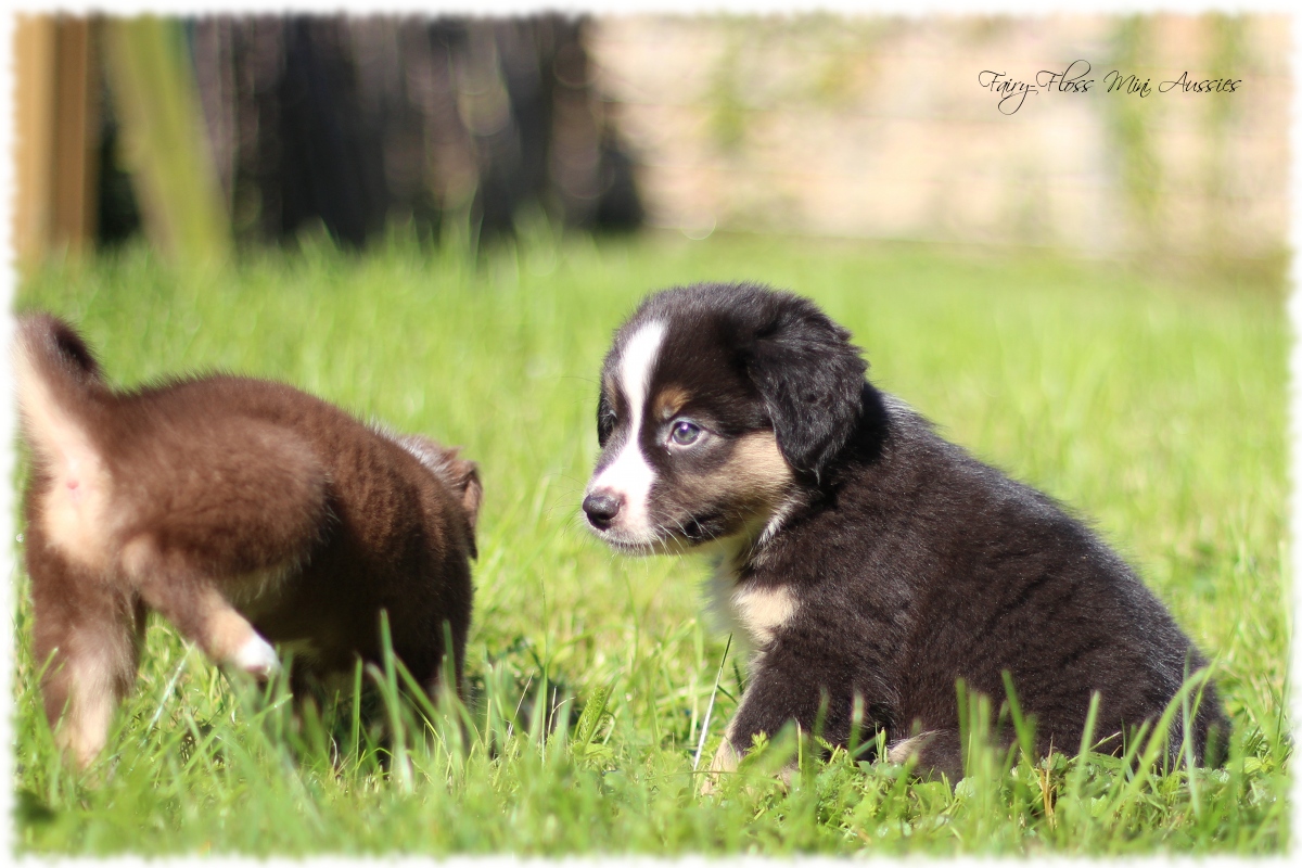 Mini Aussie Welpen - Mini Aussie Z&uuml;chter - Gesunde Mini Aussies