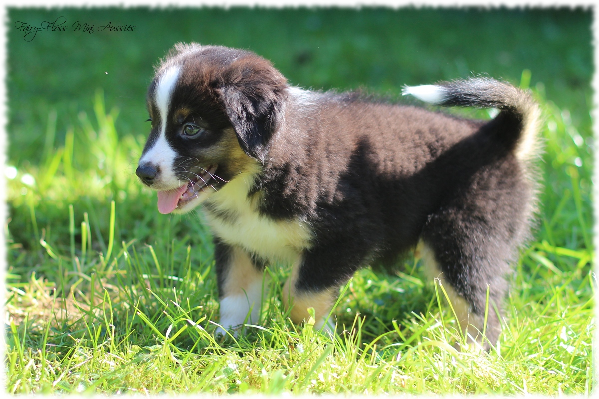 Mini Aussie Welpen - Mini Aussie Z&uuml;chter - Gesunde Mini Aussies