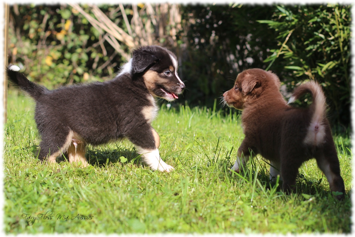 Mini Aussie Welpen - Mini Aussie Z&uuml;chter - Gesunde Mini Aussies