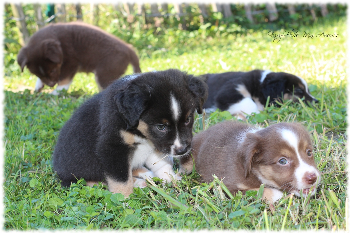 Mini Aussie Welpen - Mini Aussie Z&uuml;chter - Gesunde Mini Aussies