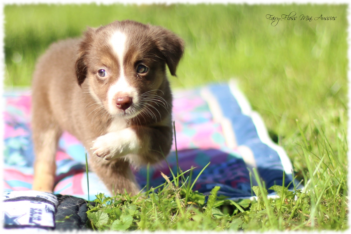 Mini Aussie Welpen - Mini Aussie Z&uuml;chter - Gesunde Mini Aussies
