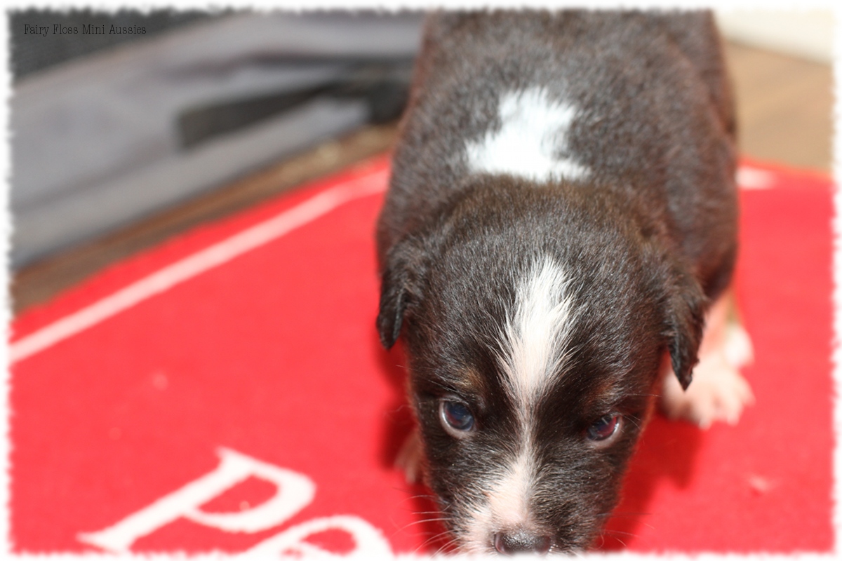 Mini Aussie Welpen - Mini Aussie Z&uuml;chter - Gesunde Mini Aussies