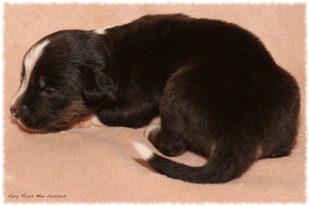 Mini Aussie Welpen - Mini Aussie Z&uuml;chter - Gesunde Mini Aussies