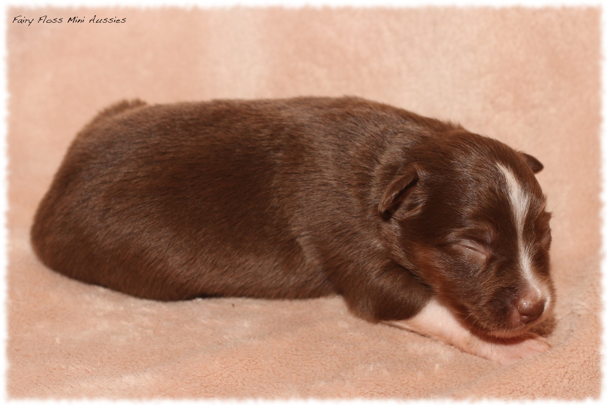 Mini Aussie Welpen - Mini Aussie Z&uuml;chter - Gesunde Mini Aussies