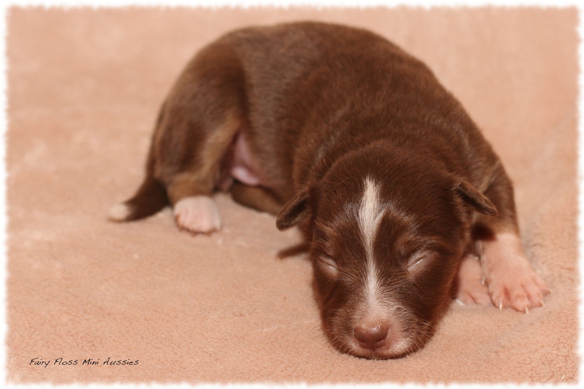 Mini Aussie Welpen - Mini Aussie Z&uuml;chter - Gesunde Mini Aussies