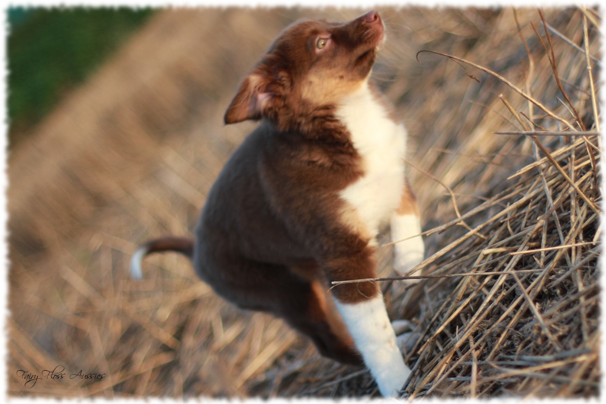 Mini Aussie Welpen - Mini Aussie Z&uuml;chter - Gesunde Mini Aussies