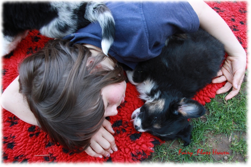 Fast 7 Wochen alter Mini Aussie