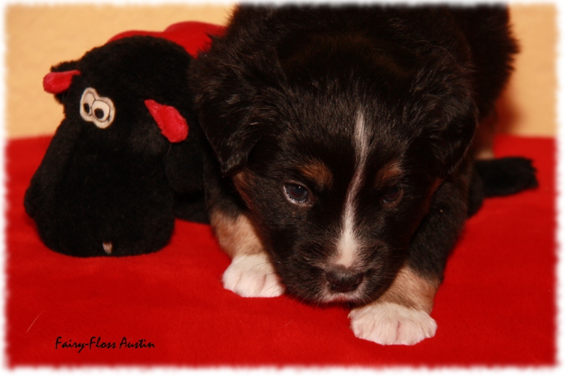 Mini Aussie Welpe - 24. Tag