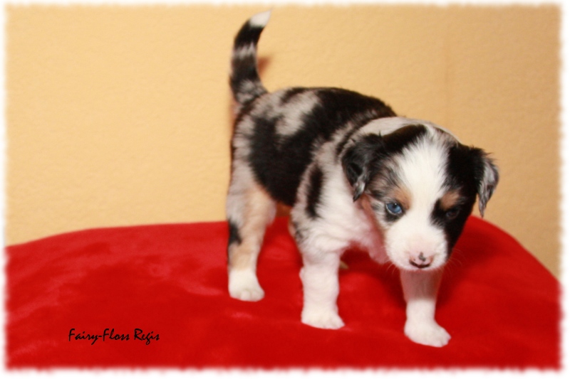Mini Aussie Welpe - 24. Tag