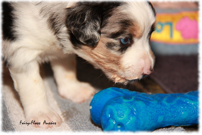 Mini Aussie Welpe - 24. Tag