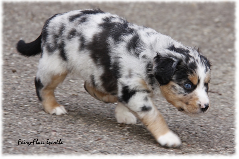 Mini Aussie Welpe - 33. Tag